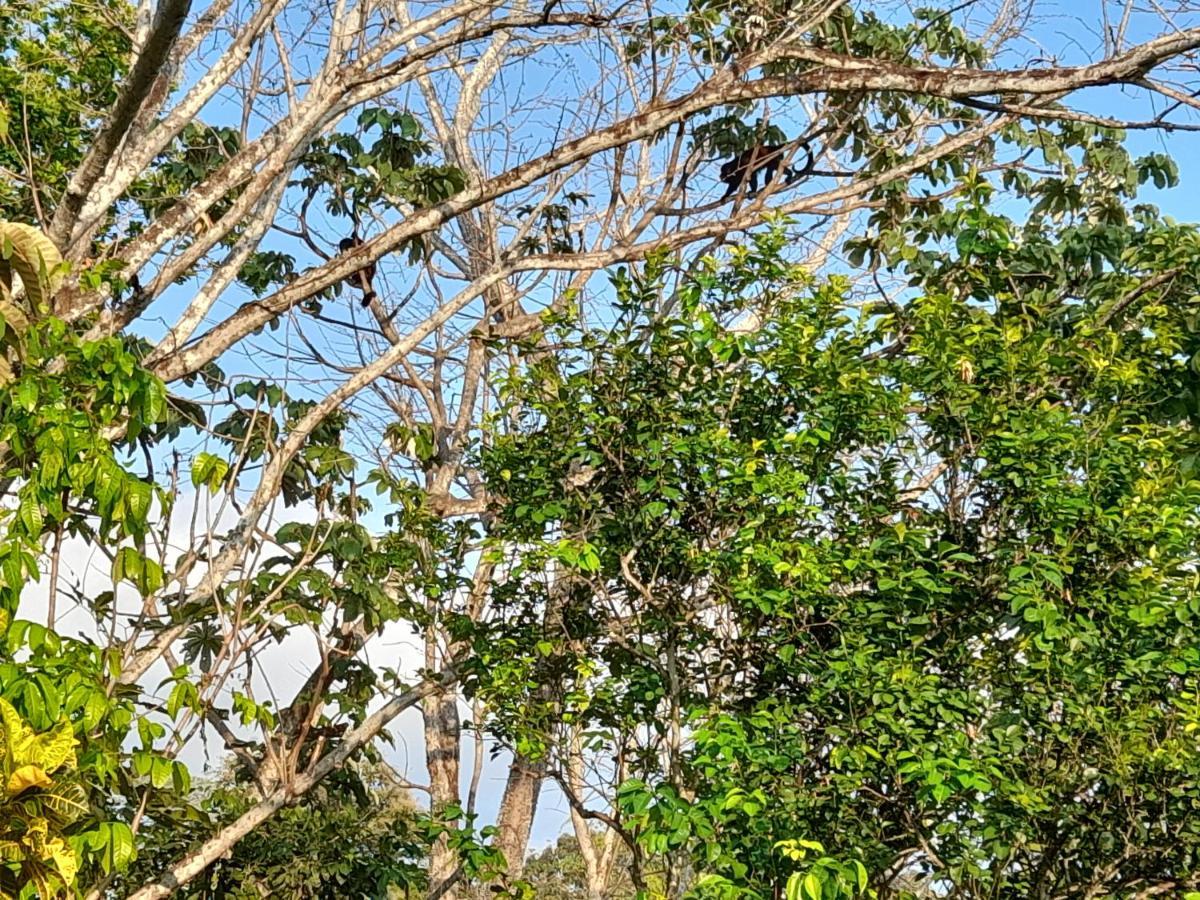 Apartment Nicoya Silvestre