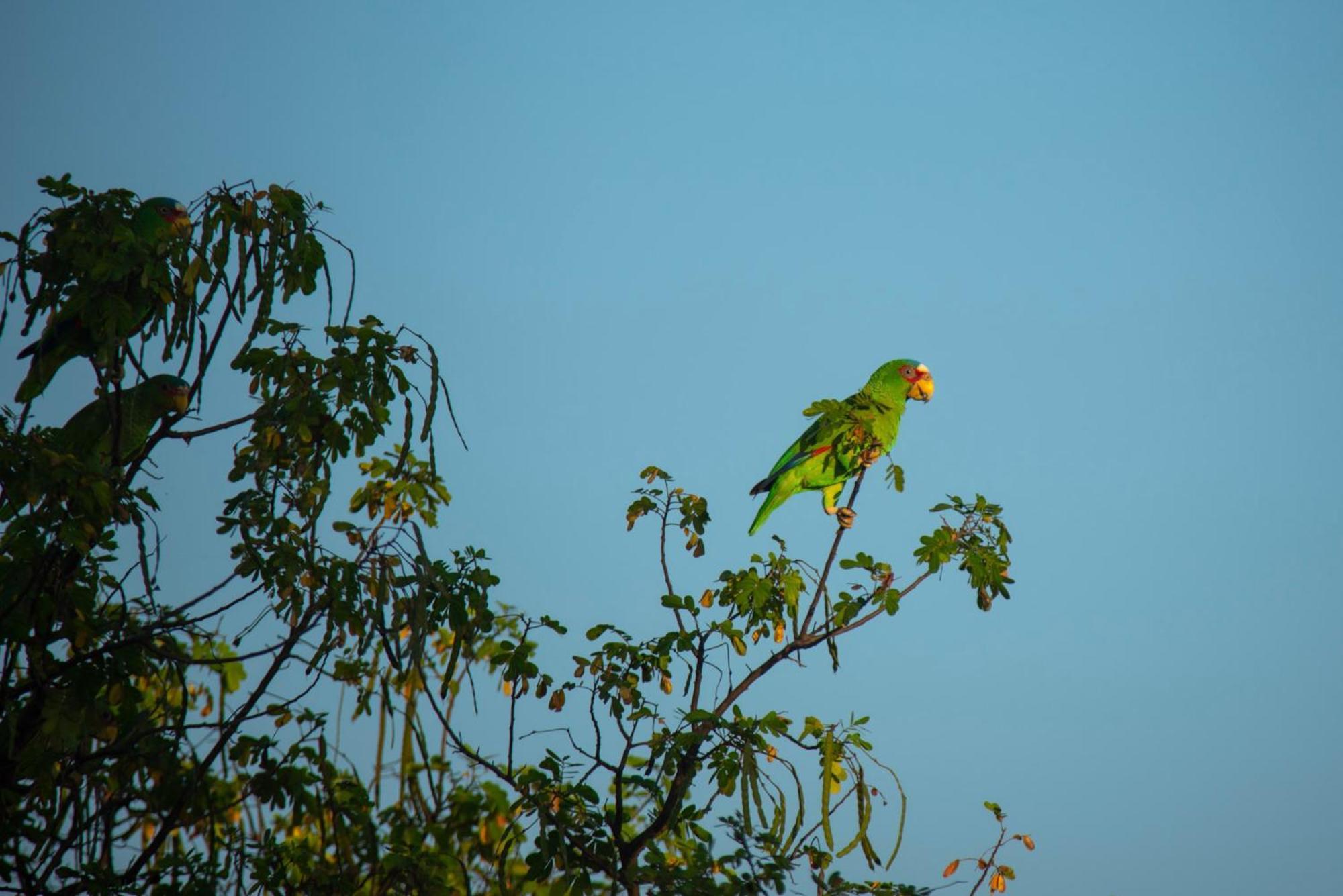 Nicoya Silvestre * Lepanto