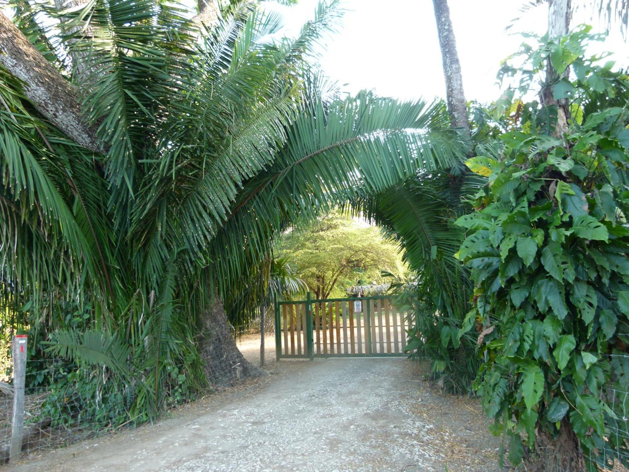 Nicoya Silvestre Lepanto