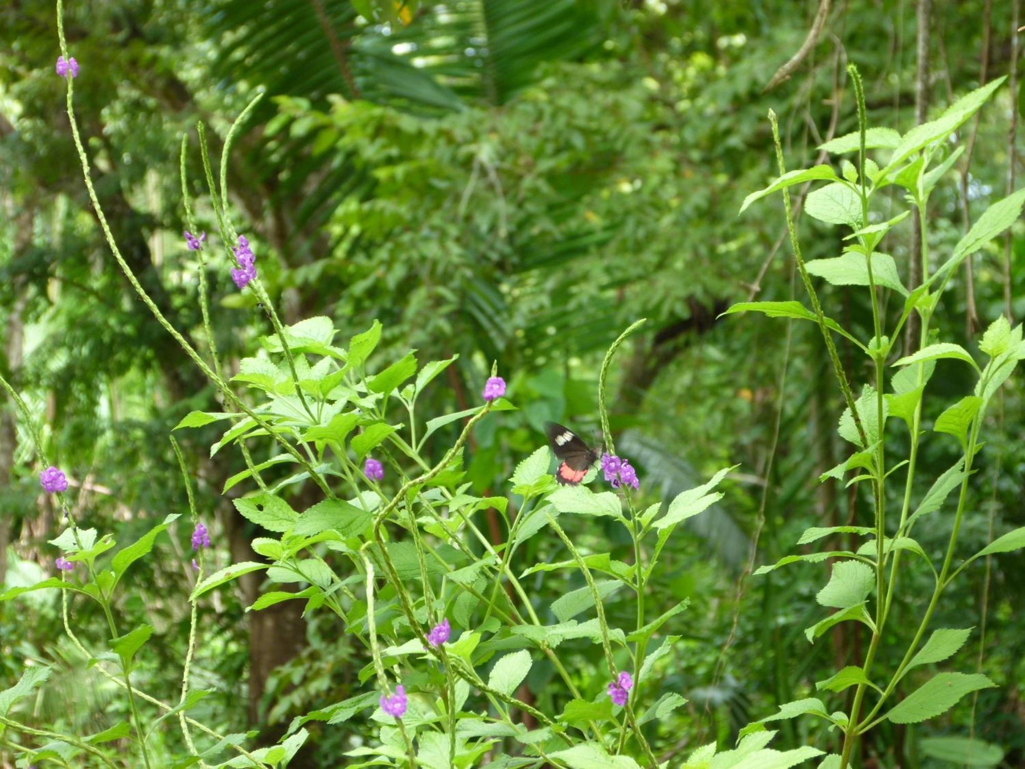 Nicoya Silvestre Apartamento *