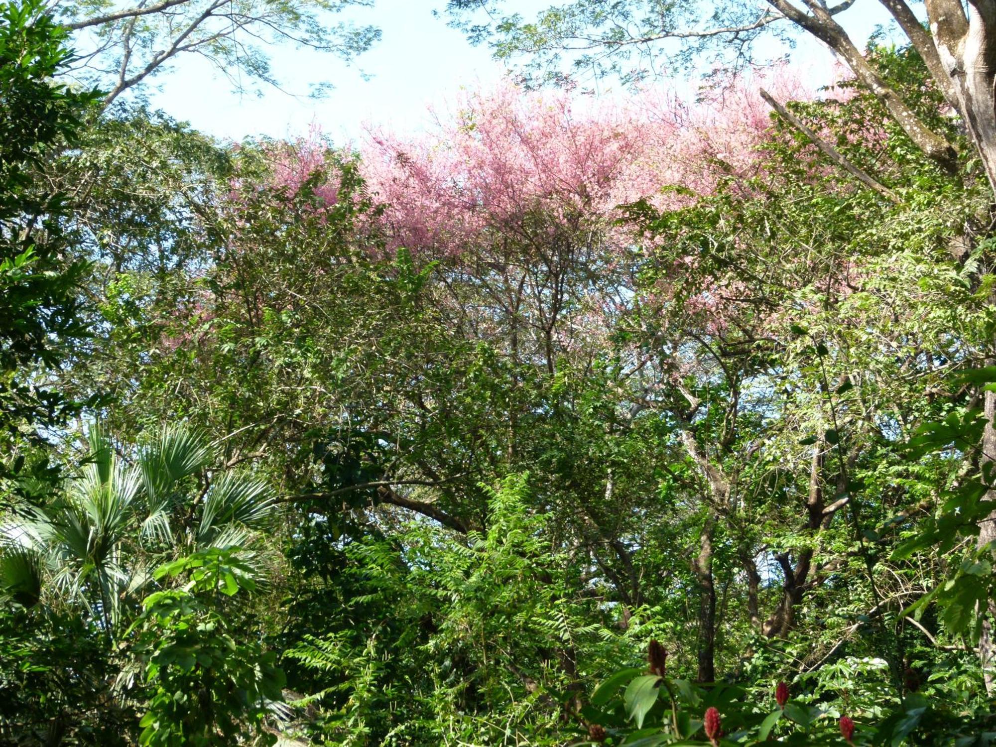 Nicoya Silvestre * Lepanto