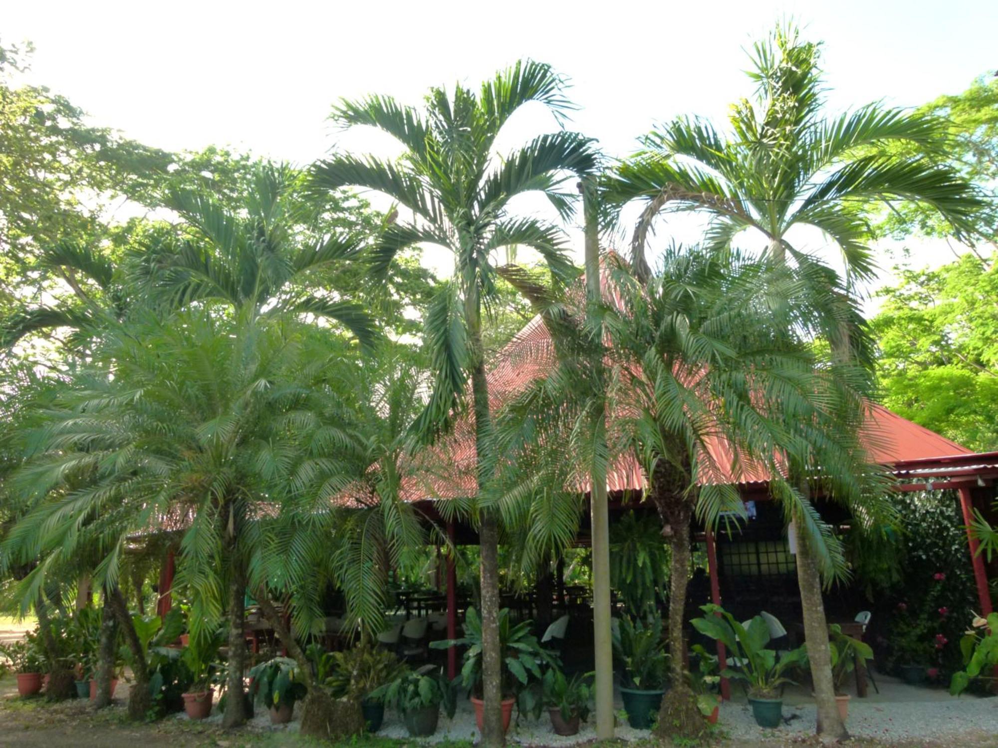 Nicoya Silvestre Apartment *