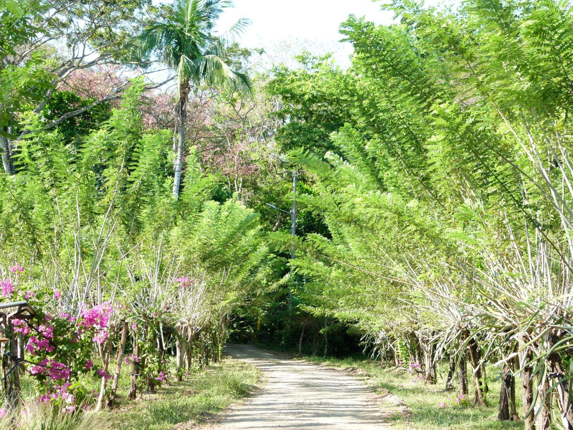 Nicoya Silvestre Apartamento *